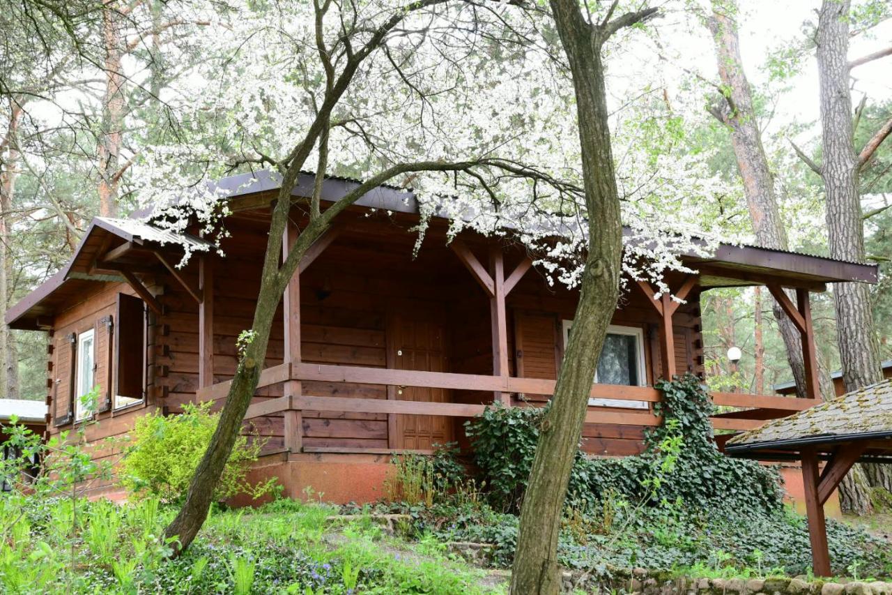 Sosnowy Domek Serpelice 外观 照片